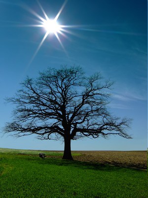 Ministry Tree