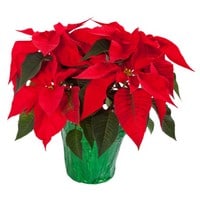 Christmas Lesson with Poinsettias