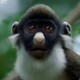 Video clip of funny animals