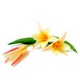 Flowers for Springtime