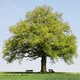 Oak Tree