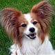 Cute Dog Photo