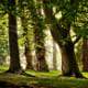 quiet-forest-80