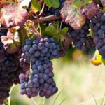 Jesus said, "I am the vine"