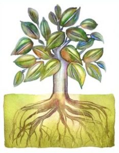 Children's Ministry Lessons from Tree Roots