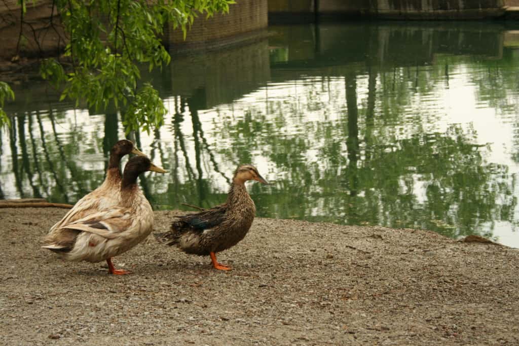 ducks-at-park