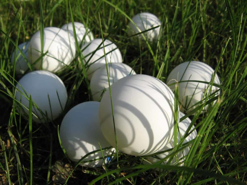 ping-pong balls in grass