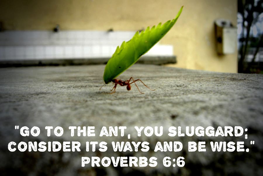 “Go to the ant, you sluggard;  consider its ways and be wise.”  Proverbs 6:6